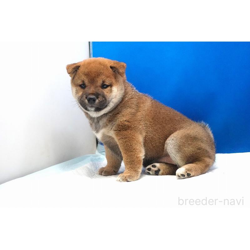販売中の愛知県の柴犬-400856の9枚目