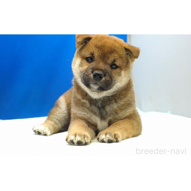 販売中の愛知県の柴犬-400856の7枚目