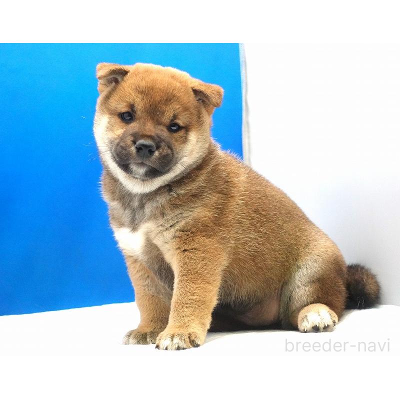 販売中の愛知県の柴犬-400856の8枚目