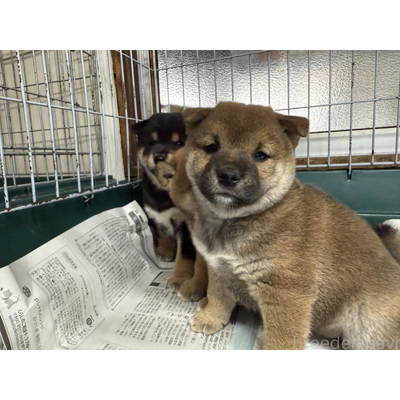 販売中の愛知県の柴犬-400856の3枚目