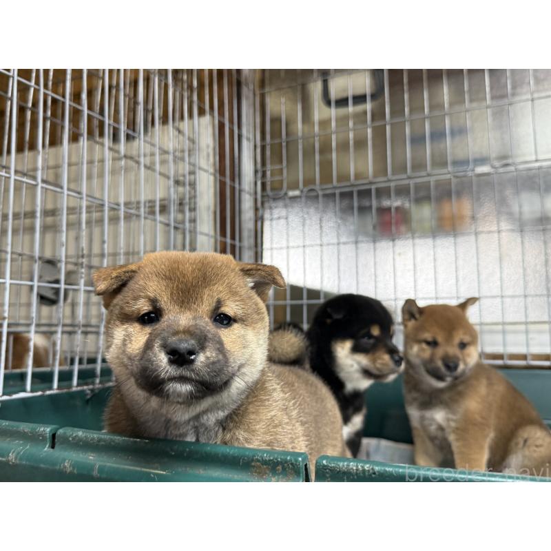 販売中の愛知県の柴犬-400856の2枚目