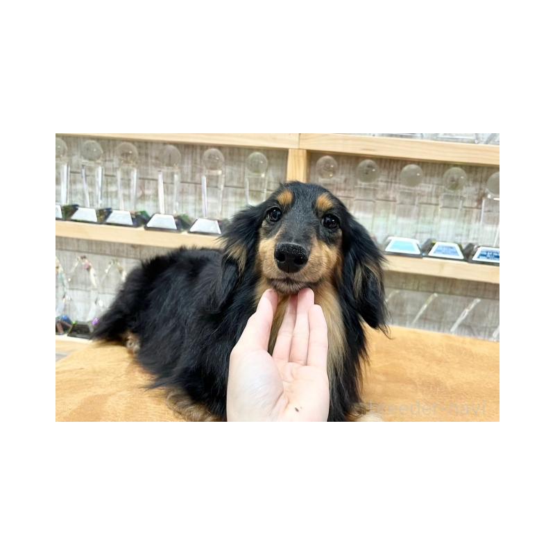 販売中の兵庫県のミニチュアダックスフンド(ロングヘアード)-400863の2枚目