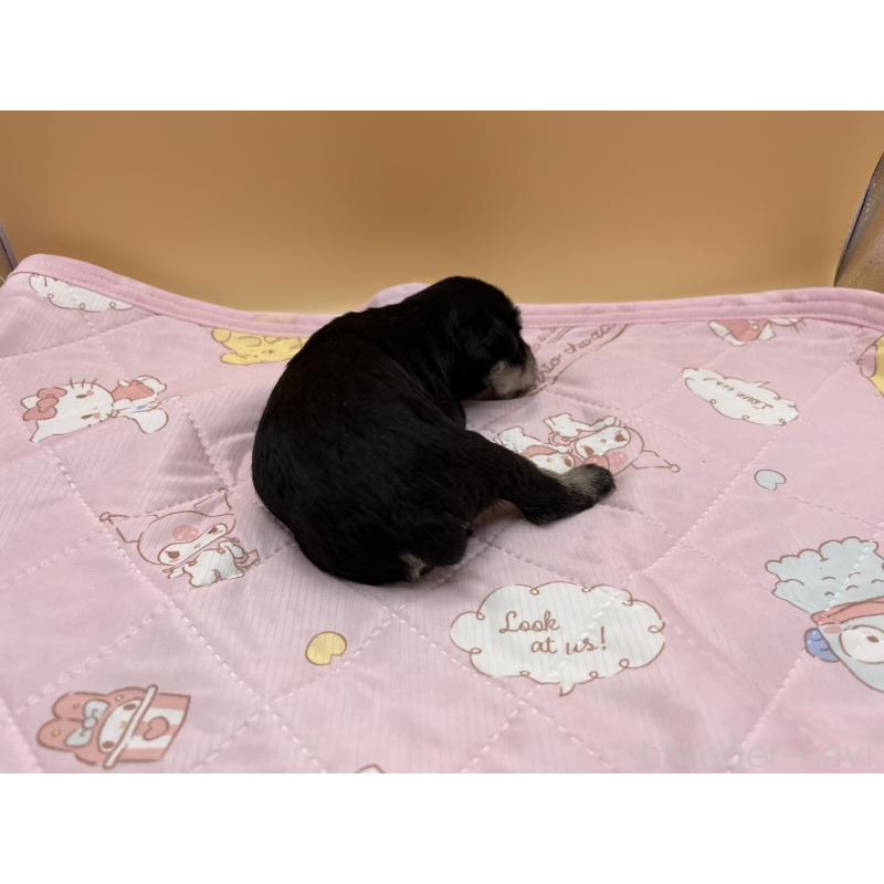 販売中の静岡県のミニチュアシュナウザー-400869の4枚目