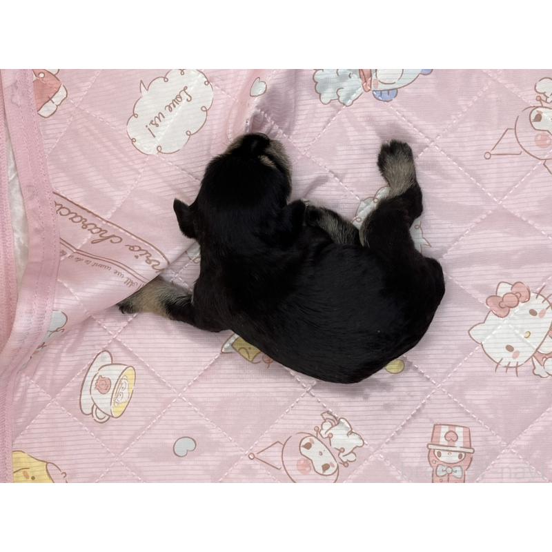 販売中の静岡県のミニチュアシュナウザー-400869の3枚目