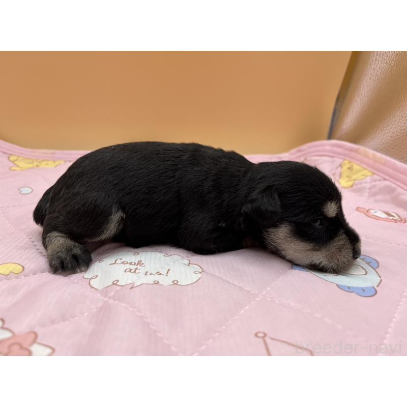 販売中の静岡県のミニチュアシュナウザー-400869の2枚目