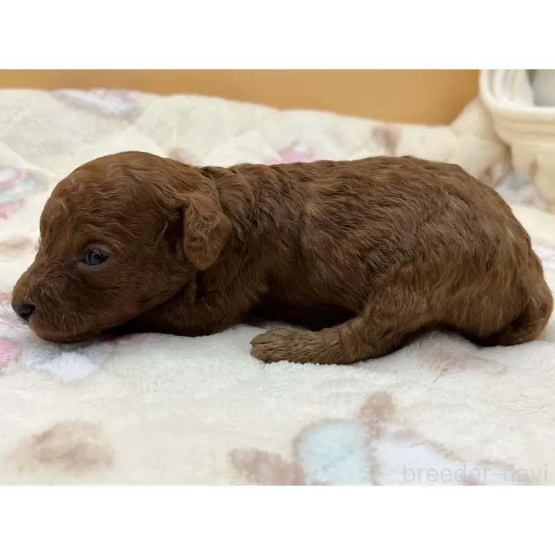 販売中の静岡県のトイプードル-400875の3枚目