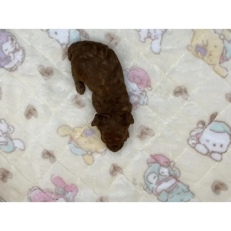 販売中の静岡県のトイプードル-400875の2枚目