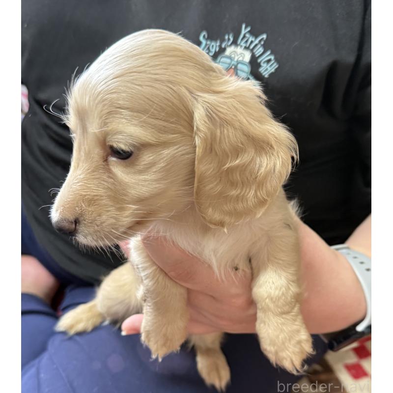 販売中の鹿児島県のカニンヘンダックスフンド(ロングヘアード)-400879の5枚目