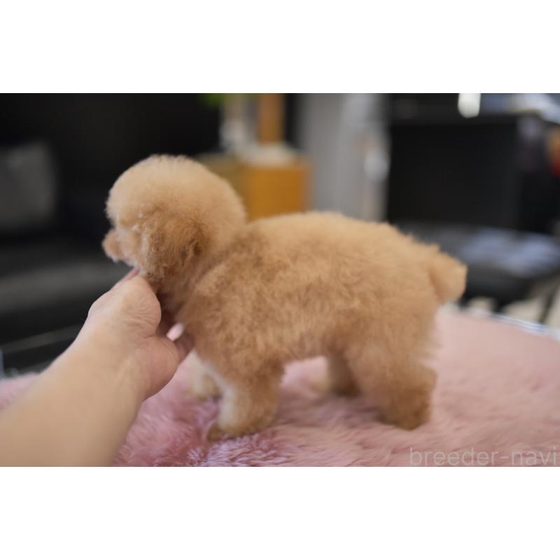 販売中の茨城県のタイニープードル-392974の4枚目