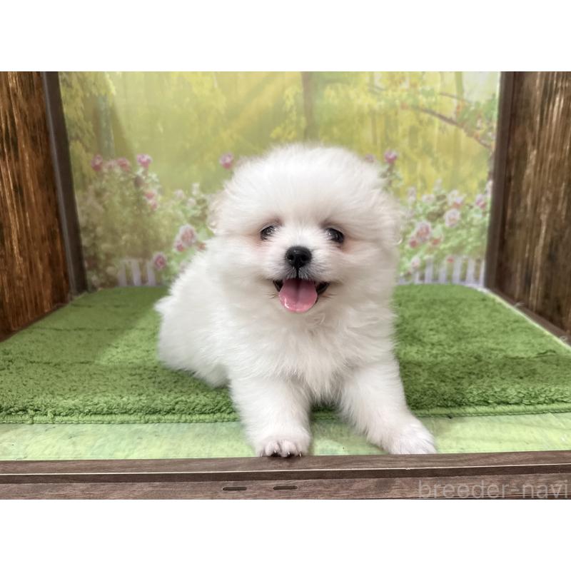 販売中の埼玉県のミックス犬-394110の5枚目