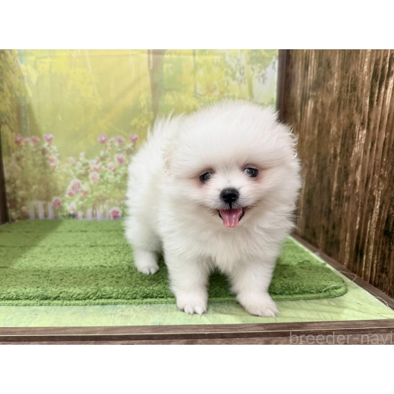 販売中の埼玉県のミックス犬-394110の4枚目