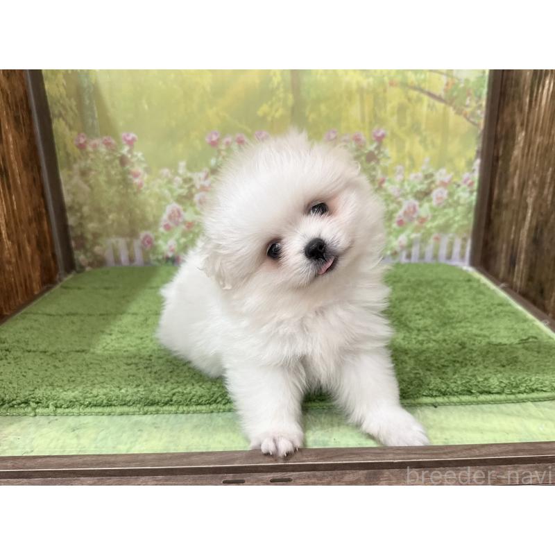 販売中の埼玉県のミックス犬-394110の3枚目