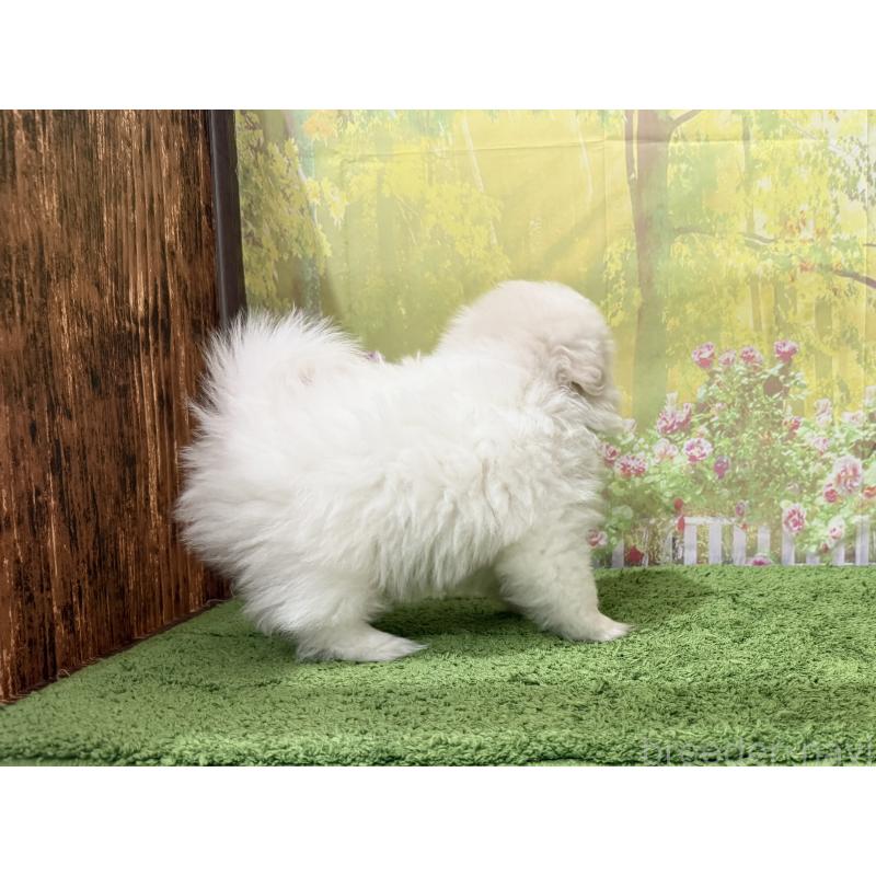 販売中の埼玉県のミックス犬-394110の2枚目