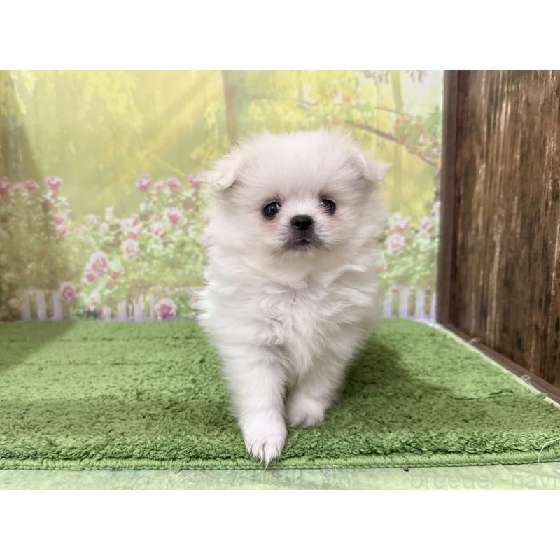 販売中の埼玉県のミックス犬-394109の4枚目