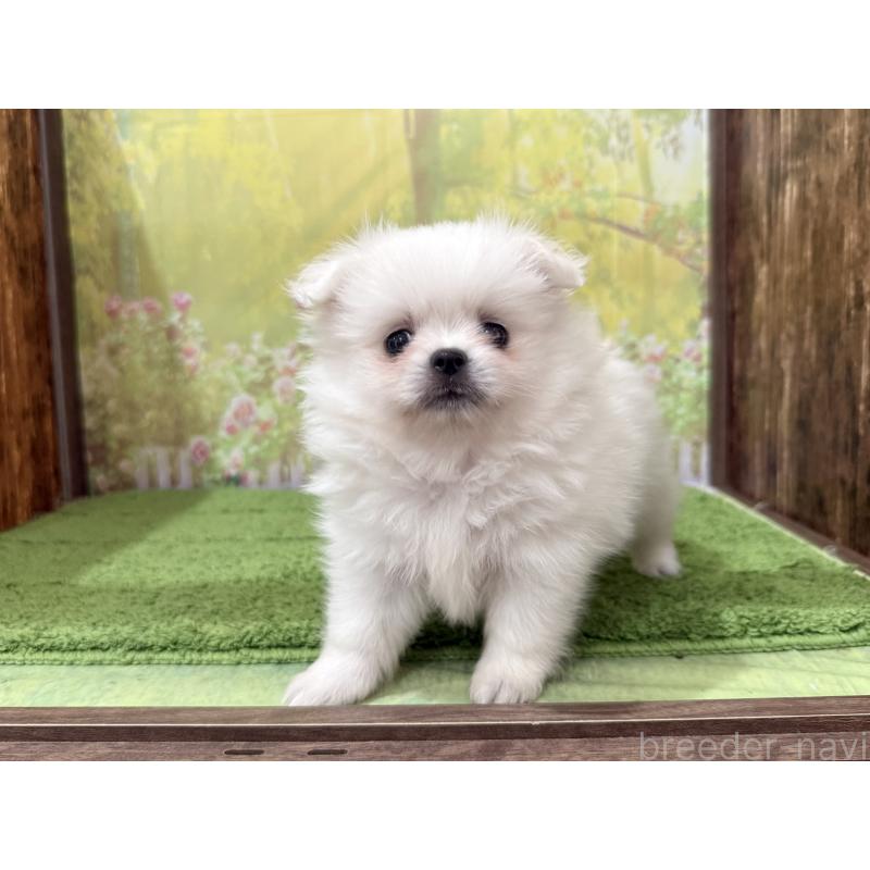 販売中の埼玉県のミックス犬-394109の3枚目