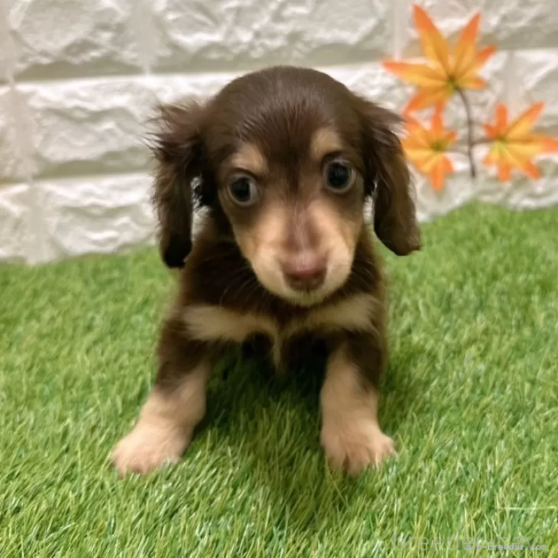 成約済の愛知県のカニンヘンダックスフンド(ロングヘアード)-398648の1枚目