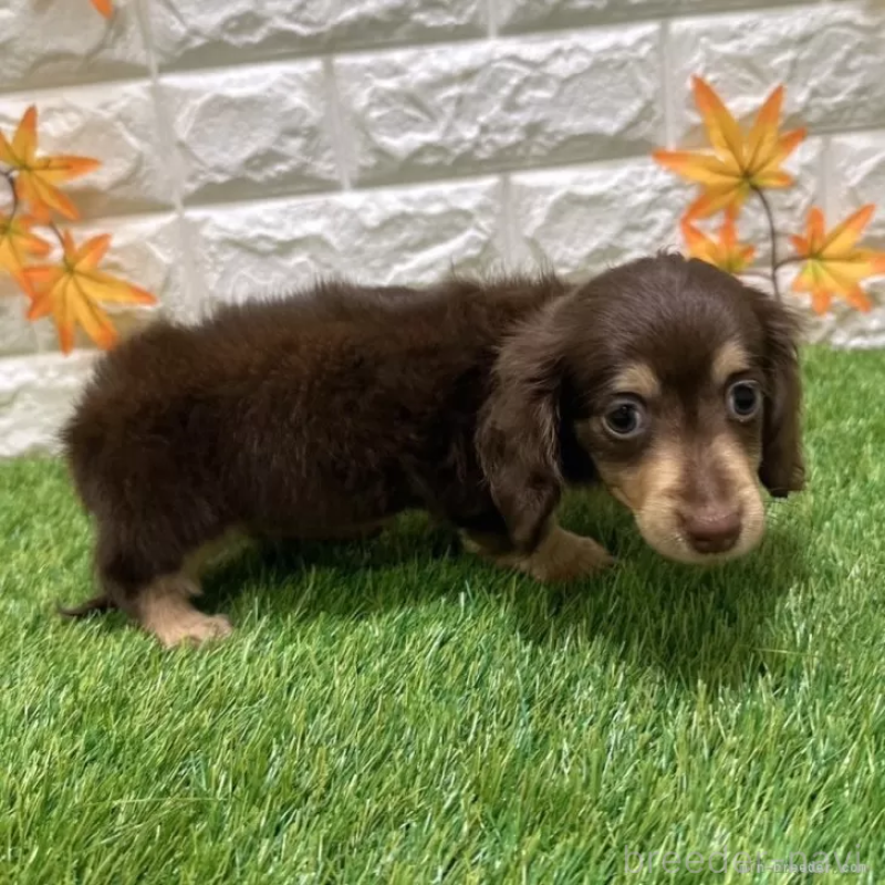 成約済の愛知県のカニンヘンダックスフンド(ロングヘアード)-398648の5枚目