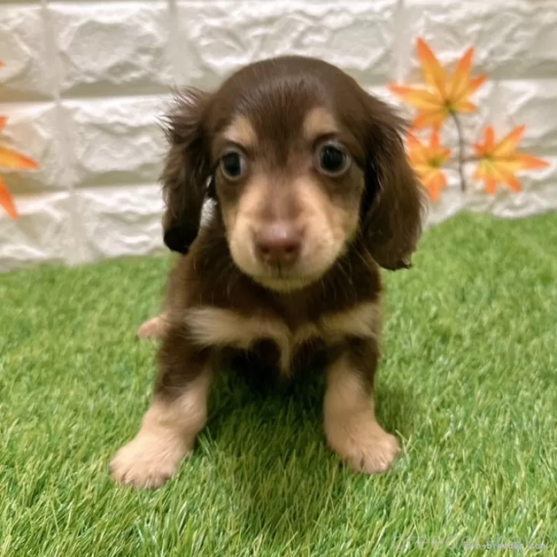 成約済の愛知県のカニンヘンダックスフンド(ロングヘアード)-398648の3枚目