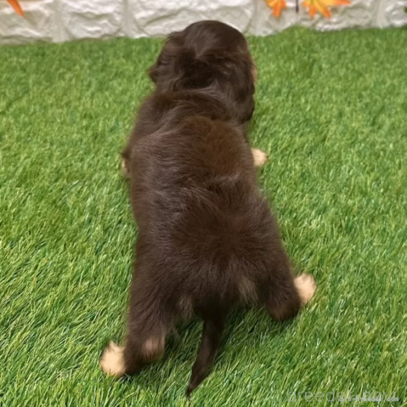 成約済の愛知県のカニンヘンダックスフンド(ロングヘアード)-398648の2枚目