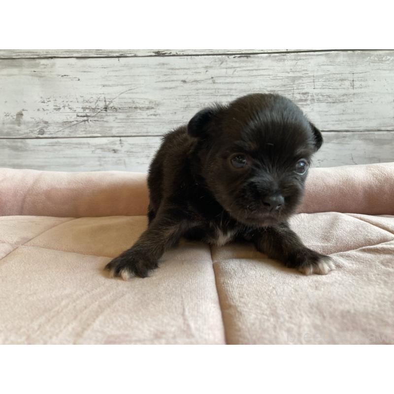 販売中の北海道のミックス犬-400905の5枚目