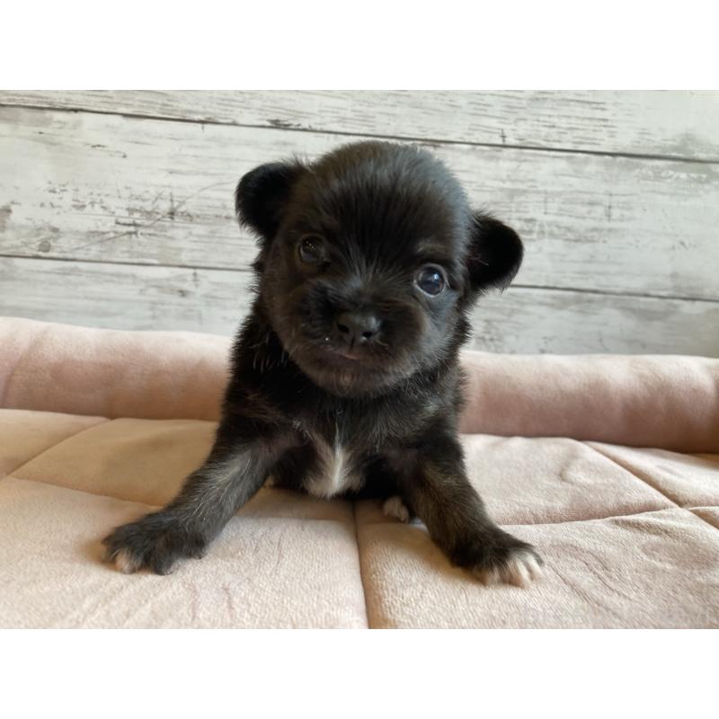 販売中の北海道のミックス犬-400905の4枚目