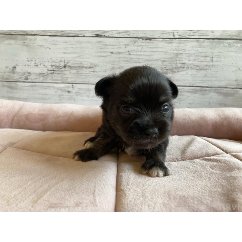販売中の北海道のミックス犬-400905の3枚目