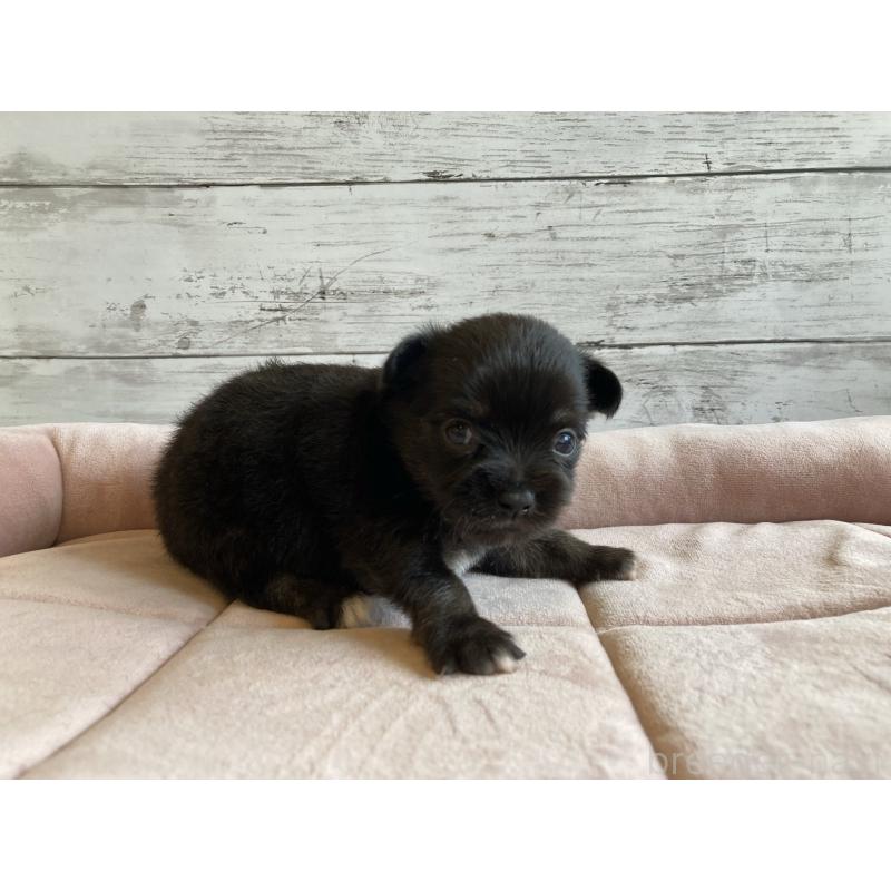 販売中の北海道のミックス犬-400905の2枚目