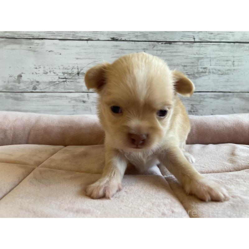 販売中の北海道のミックス犬-400906の5枚目