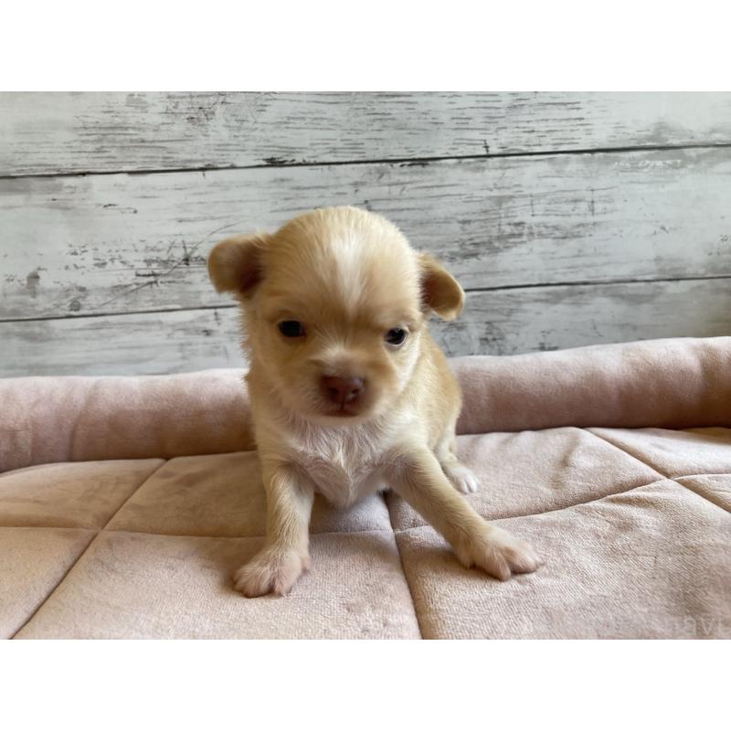 販売中の北海道のミックス犬-400906の4枚目