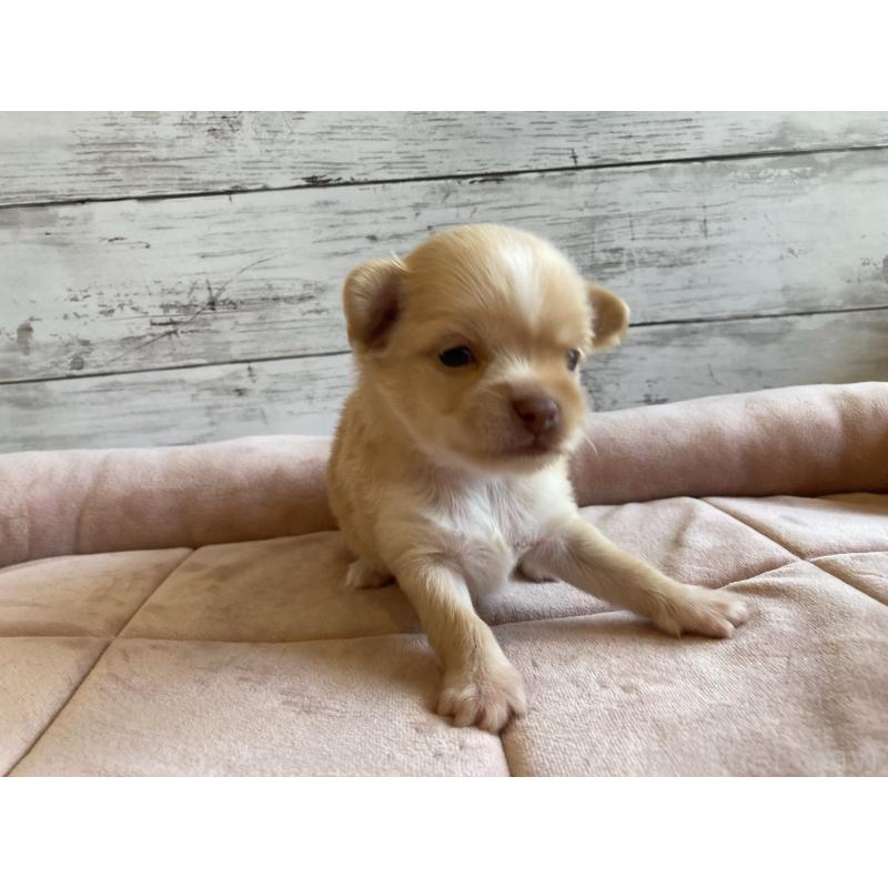 販売中の北海道のミックス犬-400906の3枚目