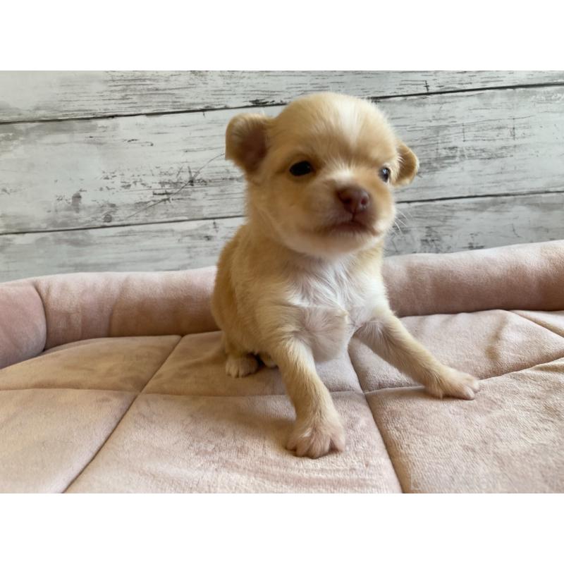 販売中の北海道のミックス犬-400906の2枚目