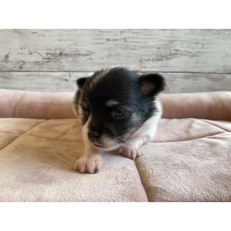 販売中の北海道のミックス犬-400907の5枚目