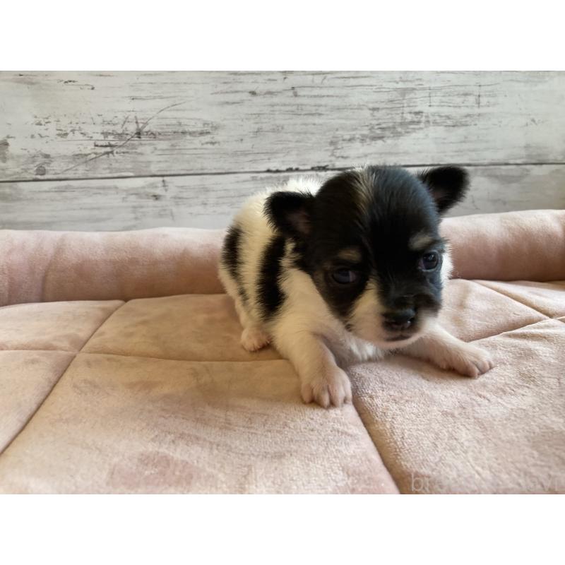 販売中の北海道のミックス犬-400907の4枚目