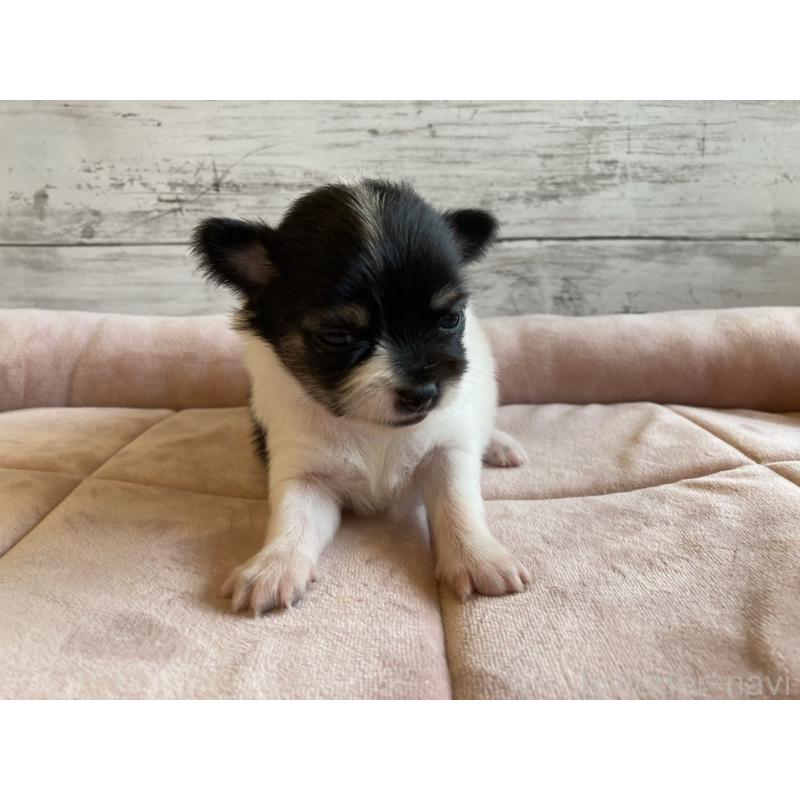 販売中の北海道のミックス犬-400907の2枚目