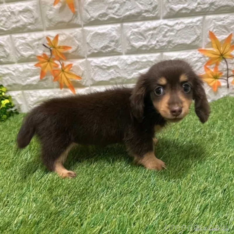 成約済の愛知県のカニンヘンダックスフンド(ロングヘアード)-398649の5枚目