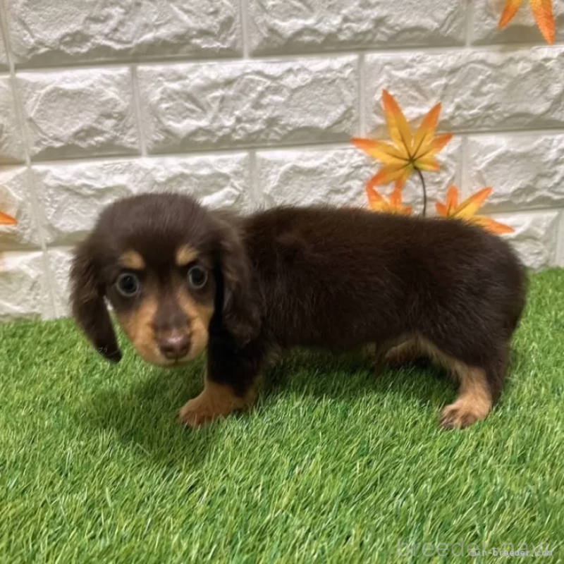 成約済の愛知県のカニンヘンダックスフンド(ロングヘアード)-398649の4枚目