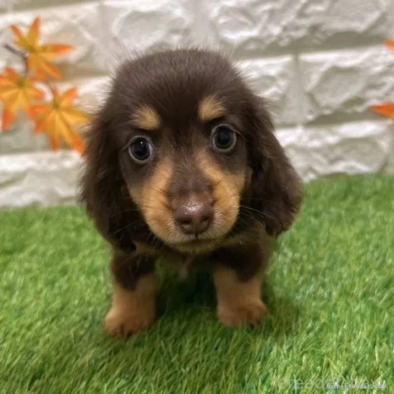 成約済の愛知県のカニンヘンダックスフンド(ロングヘアード)-398649の3枚目