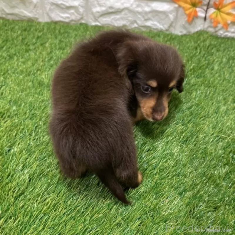 成約済の愛知県のカニンヘンダックスフンド(ロングヘアード)-398649の2枚目
