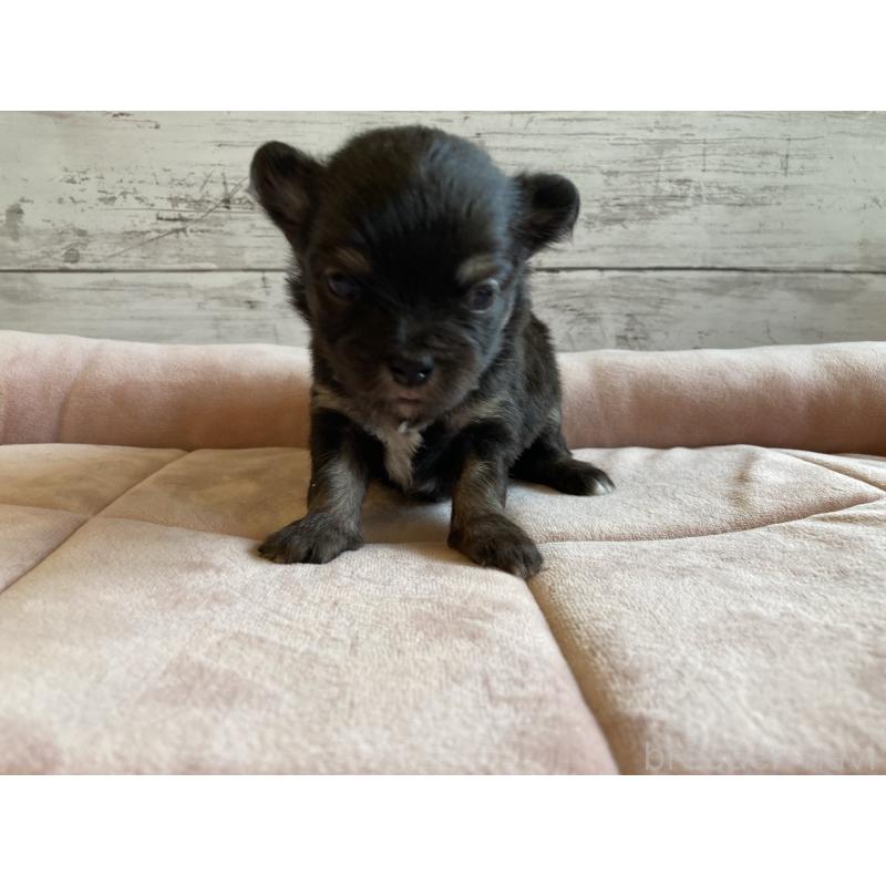 販売中の北海道のミックス犬-400909の6枚目