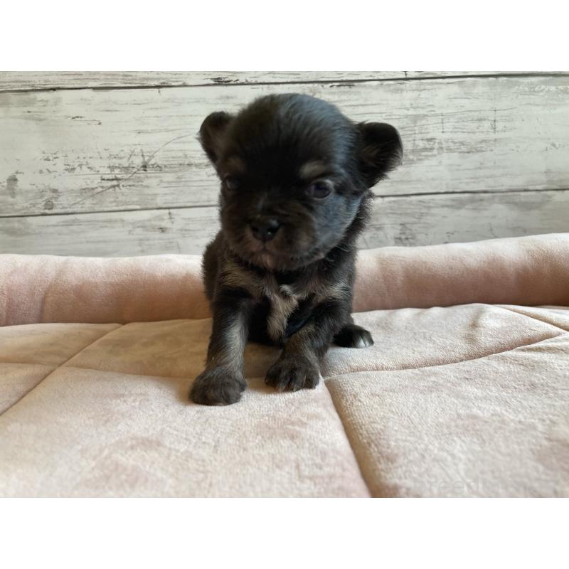 販売中の北海道のミックス犬-400909の5枚目