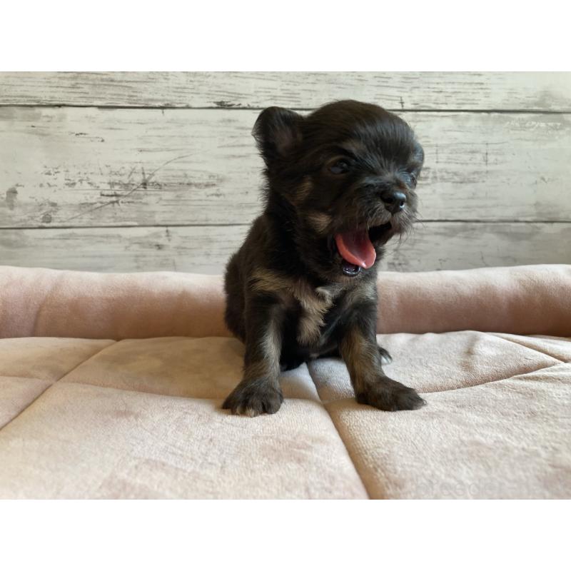 販売中の北海道のミックス犬-400909の4枚目