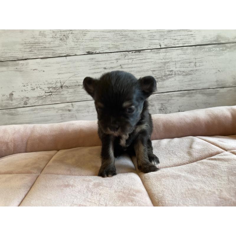 販売中の北海道のミックス犬-400909の3枚目
