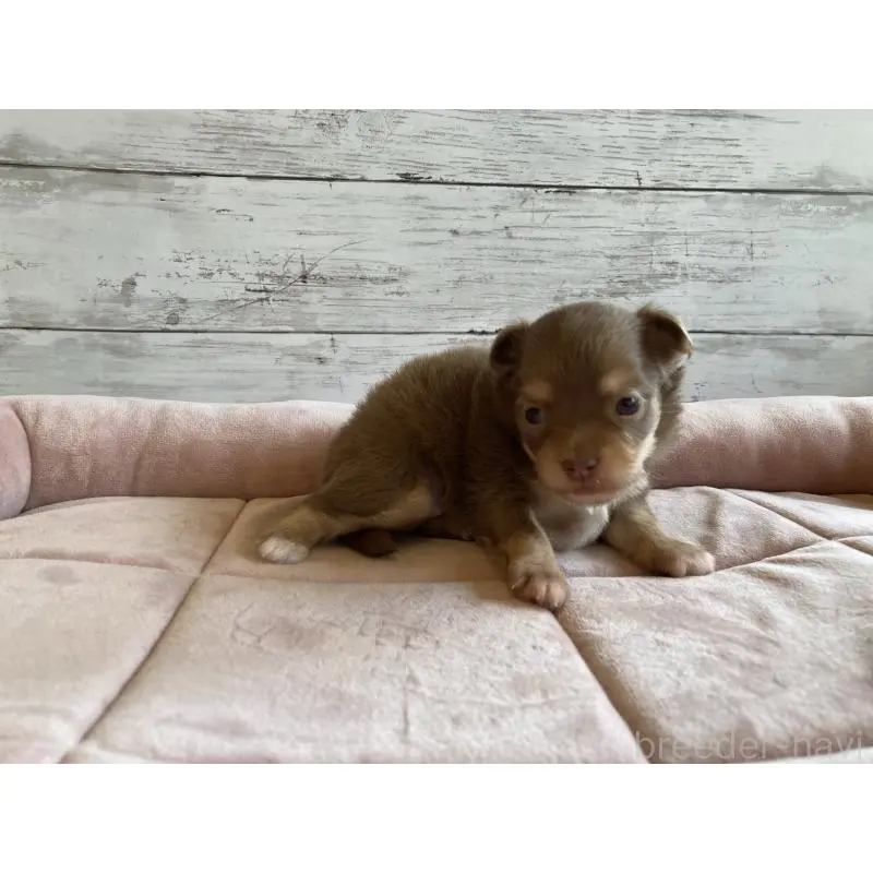 販売中の北海道のミックス犬-400911の5枚目