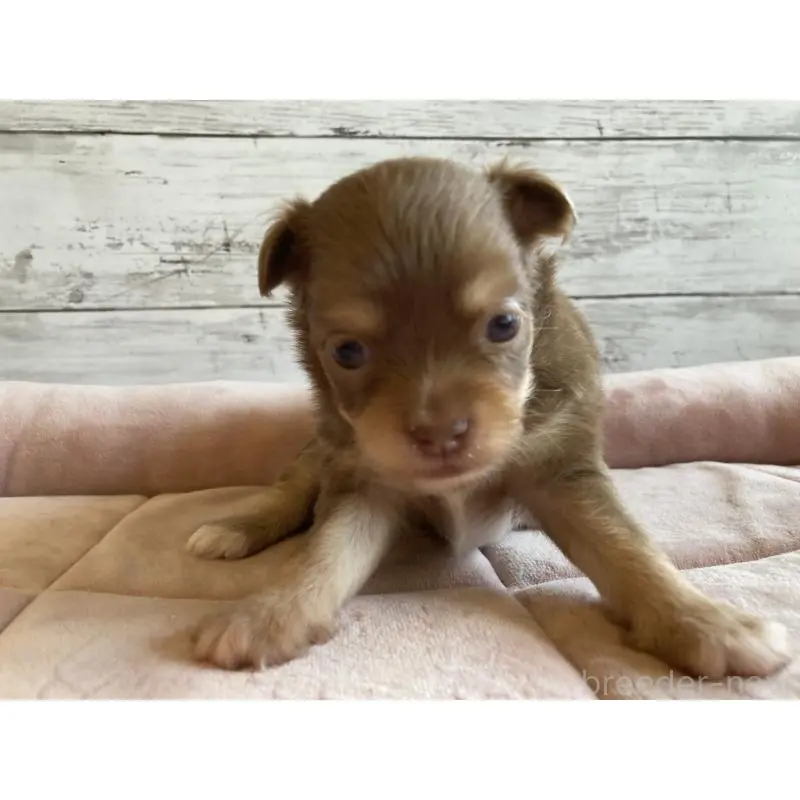 販売中の北海道のミックス犬-400911の4枚目