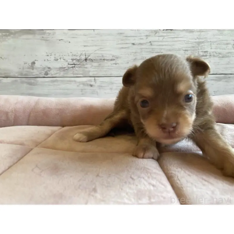 販売中の北海道のミックス犬-400911の3枚目
