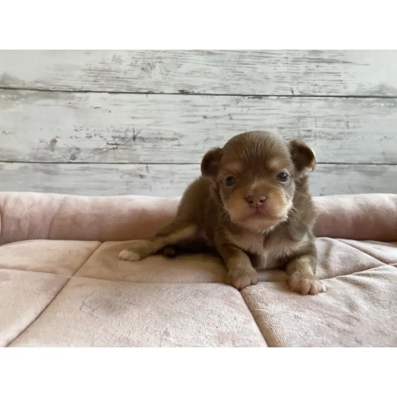 販売中の北海道のミックス犬-400911の2枚目