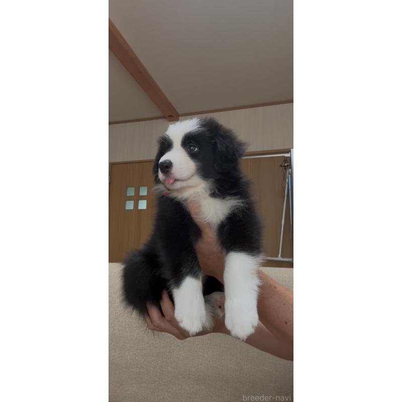 販売中の佐賀県のボーダーコリー-392694の3枚目