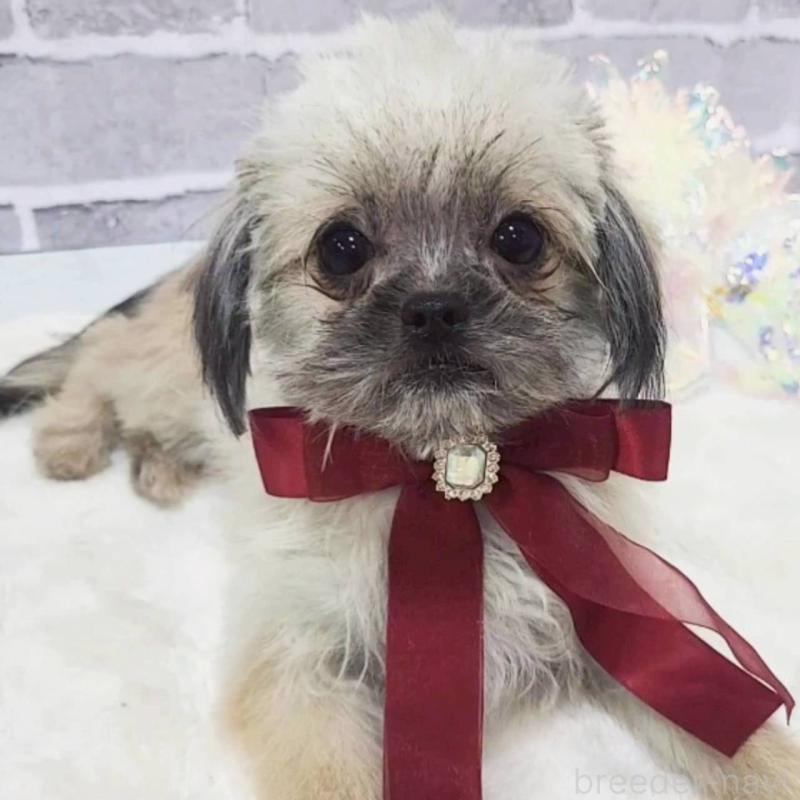 販売中ののミックス犬-352609