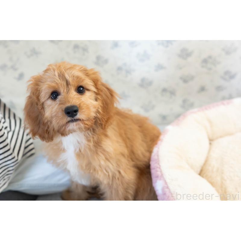 販売中の福岡県のキャバプー:キャバリア×トイプードル-383927の20枚目