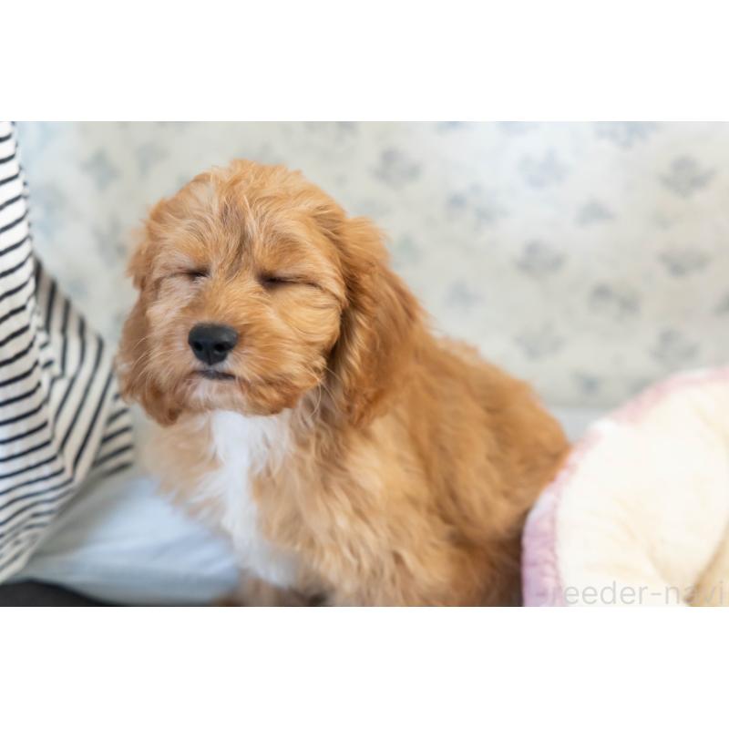 販売中の福岡県のキャバプー:キャバリア×トイプードル-383927の18枚目